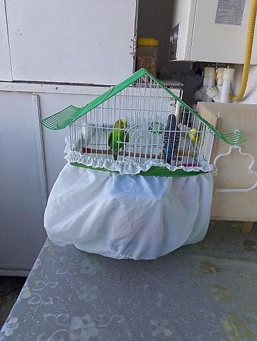 Bala quşlardırerkəyi dişi olduğunu bilmirem 2 ədəd quş.+