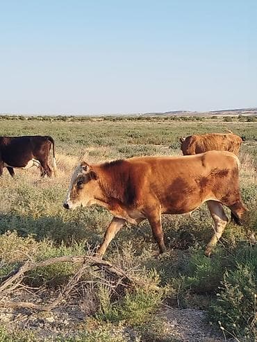 Erkək, il: 2, 1 kq, Ətlik, Ünvandan götürmə lalafo.az -da Erkək, il: 2, 1 kq, Ətlik, Ünvandan götürmə