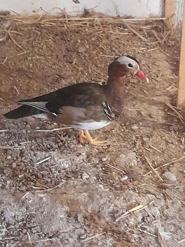 Mandarin ördəyi - Nadir dekorativ ördək növü - Parlaq rənglər