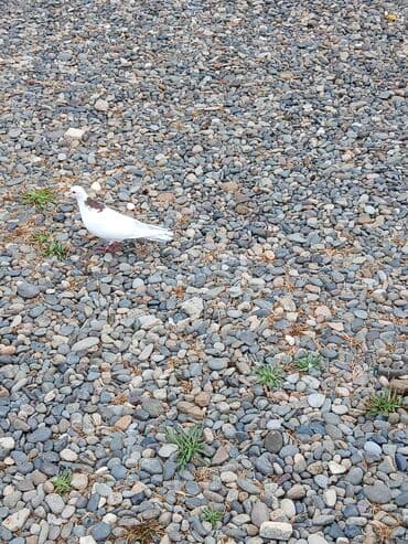 goyərcin yumurta: Boynu qırmızı erkəy satlır 30 azen - Rəng: əsasən qar bəyaz, boyun — 2