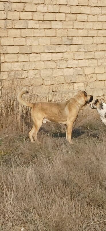 Heyvanlar üçün mallar: Kanqal, 3 il, Erkek, Peyvəndli, Ödənişli çatdırılma — 4