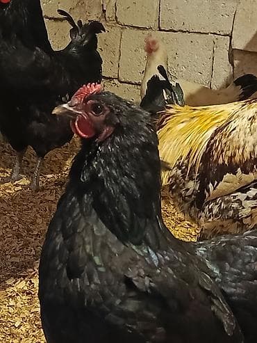 Птицы: Курица, Australop, Для разведения — 4