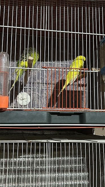 amadin yuvası: Cex cutu 60ve70 arasi deyisir valinst hazir bala veren cutler 30 azn — 8