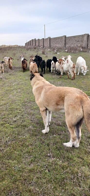 Heyvanlar üçün mallar: Qurdbasar, 11 ay, Erkek, Peyvəndli, Ödənişli çatdırılma — 6