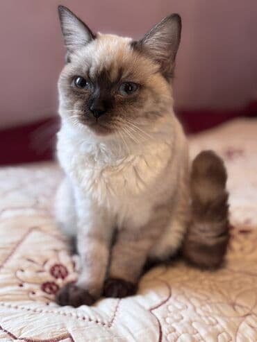 Quşlar: Siam, Erkək, Yaxşı əllərə — 6