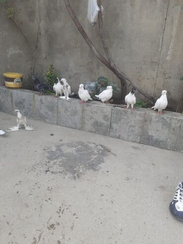 рынок животных в баку: Ev göyərçinləri – müxtəlif rəng və tipdə -9 ədəd göyerçindi tam — 4