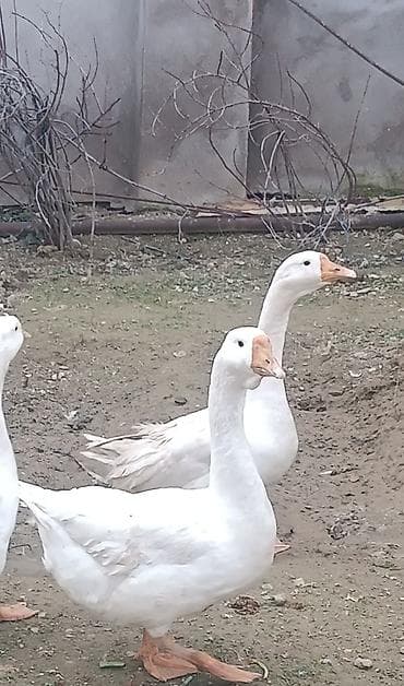 sani keci: Salam qardaşlar,həm damazlıga həm kəsimlik olan 1 ədəd erkək linda — 3