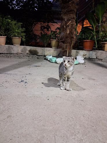 Erkək, Yaxşı əllərə, Ünvandan götürmə