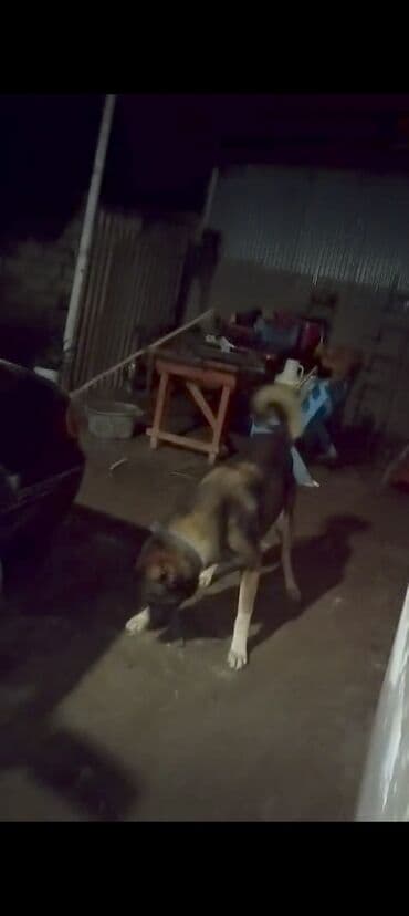 setteri it cinsi: 2 il, Erkek, Peyvəndli, Ünvandan götürmə — 5