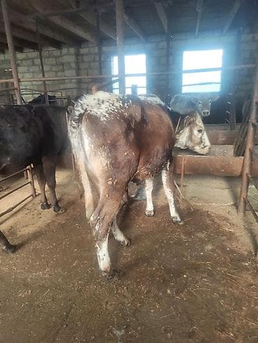 pitbul satisi: Satılır: cins danalar dişi danalar kom satılır alverçi malı deyil — 10