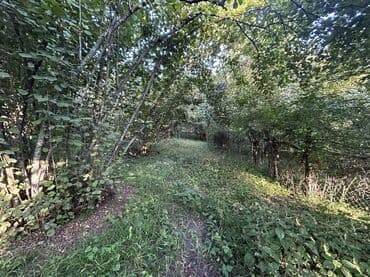 xacmazda findiq bagi satilir: Kənd təsərrüfatı — 13