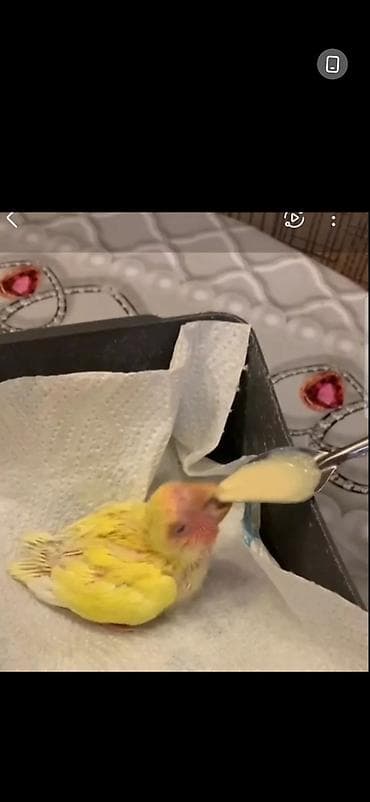 Papuqayi tutu quwun karellani daniwdirmaq ve ele oyretmek ucundu