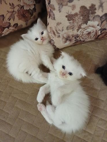 siyan pişik: Şotland, Erkək, Yaxşı əllərə, Ödənişli çatdırılma — 8