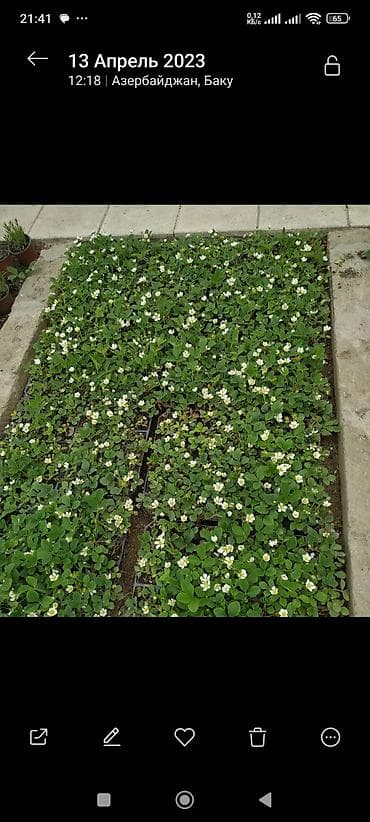 Çiyəlek stilleri(san andreas) - Növ: bağ çiyələyi (Fragaria ×