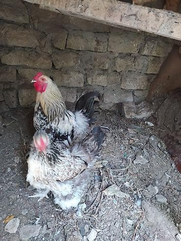arpa bugda satisi: Toyuq, Brama, Damazlıq — 1