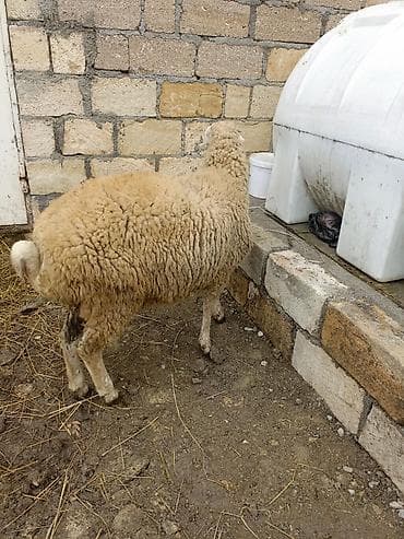 qoyun quyruğu: Erkek quzu satılır — 2