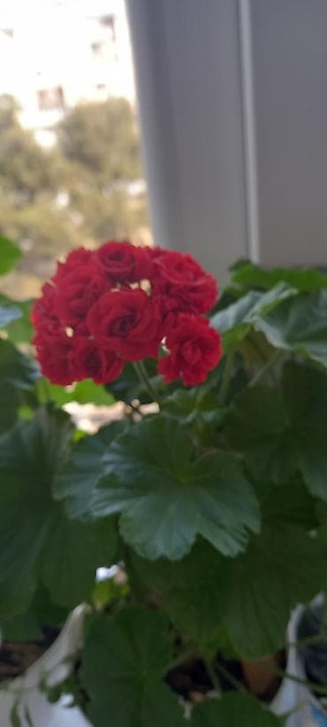 semeni sekli: Otaq gülləri – kolleksiya sortları - Impatiens (balsamin) – — 2