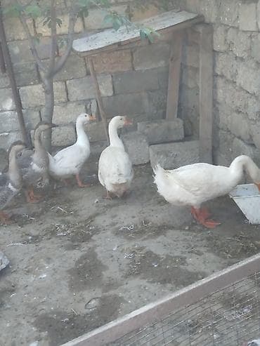 qaz şəkli: Dişi, Ətlik — 2