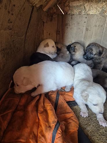 Balaca it balaları – müxtəlif rənglərdə və naxışlarda - Bir yuva