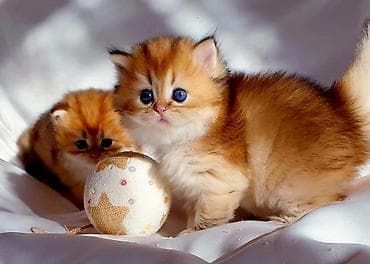 Gəmiricilər: Zərif və çox tüklü balaca pişik balası - Yaş: balaca - Cins: uzun — 6