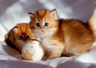 pişik üçün oyuncaq: Qızıl şinşilla, Erkək, Dişi, Yaxşı əllərə, Ünvandan götürmə, Pulsuz çatdırılma, Ödənişli çatdırılma — 4