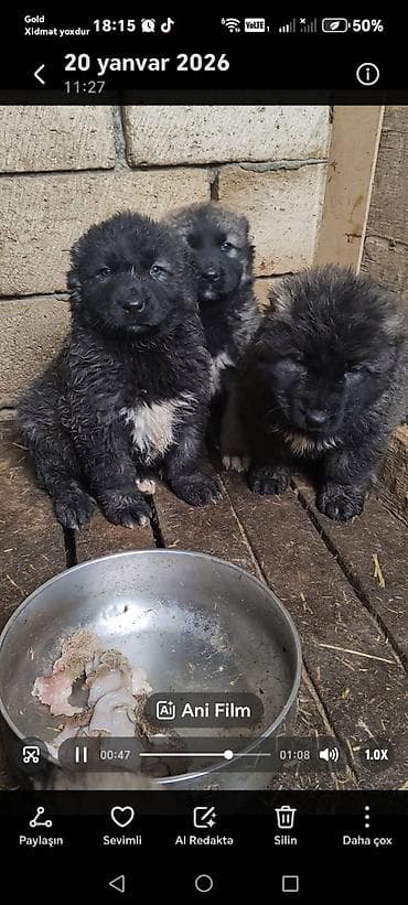 itlerin: Qafqaz çoban iti — 4