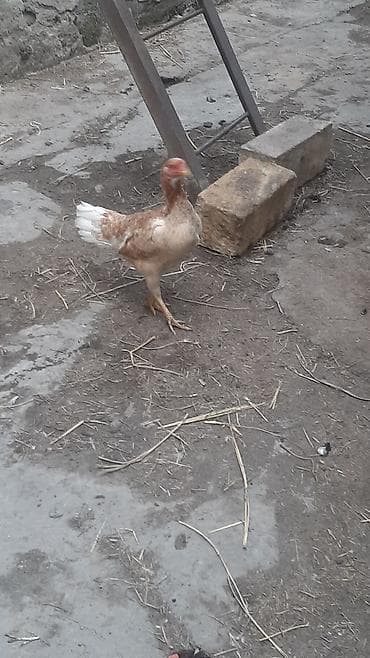 toyug fermasi: Toyuq, Yumurtalıq, Ödənişli çatdırılma — 9