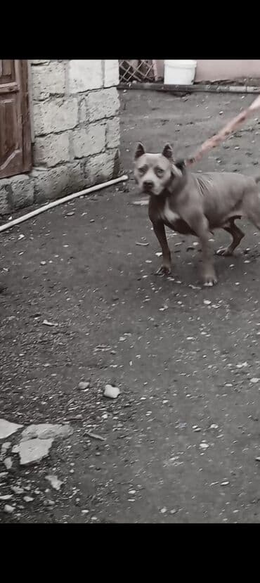 van pişiyi qiyməti: Pitbul, 1 il, Dişi, Peyvəndli, Ödənişli çatdırılma — 8