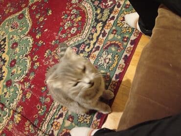 pişik sahiblendirme: Şotland yastı qulaq, Dişi, Yaxşı əllərə, Ödənişli çatdırılma — 1