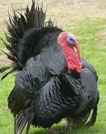 Qara rəngli hinduşka (hind toyuğu) Təmizlənmiş çekisi dişi 16 Əlkəy