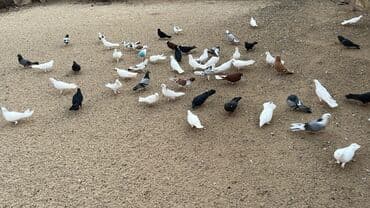 ucuz goyərcin: Müxtəlif rəng və naxışlarda ev göyərçinləri satılır. Şəkillərdə — 2