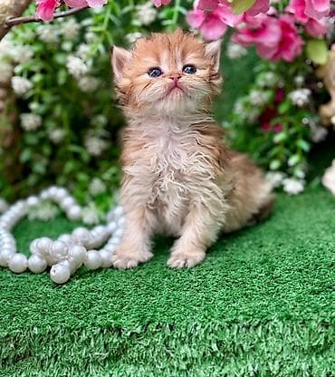 Akvariumlar: Zərif, qalın tüklü, şaftalı rəng tonlarında balaca pişik balası — 4