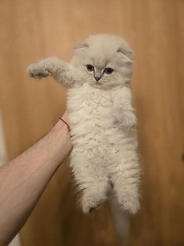 шиншилла кошка: Şotland yasti qulaq colir point erkey bala satişdadi.Fevralin 1 i — 9