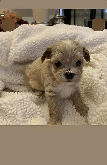 tap. az itler: Pudel, 2 ay, Erkek, Ödənişli çatdırılma — 2