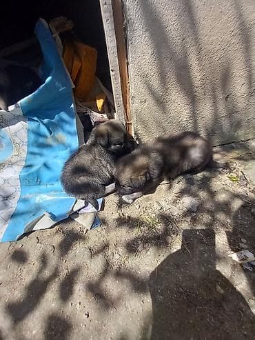 ev pisiyi satisi: Xaski, 1 ay, Erkek, Ünvandan götürmə — 5