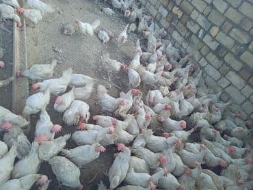 ordek yumurtası: Toyuq, Liqorin, Yumurtalıq, Ünvandan götürmə — 2