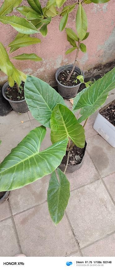 Filodendron selloum (Philodendron bipinnatifidum) fidanları – — 4