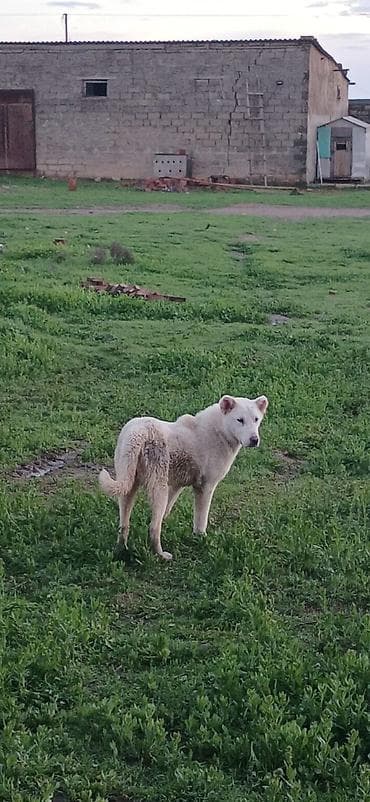 Qurdbasar, 6 ay, Dişi, Peyvəndli, Ödənişli çatdırılma