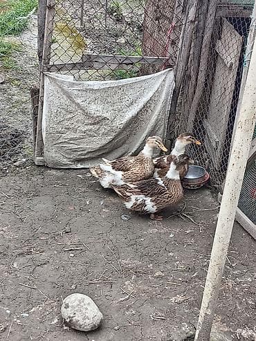 at satisi: Dişi, Yumurtalıq, Ünvandan götürmə — 3