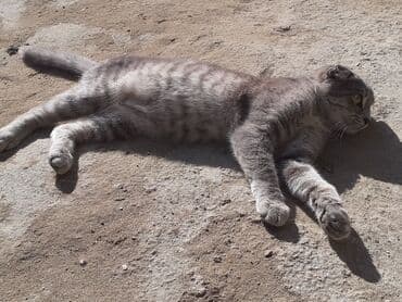 вислоухие коты серые: Шотладская вислоухая, Самка, В добрые руки — 3