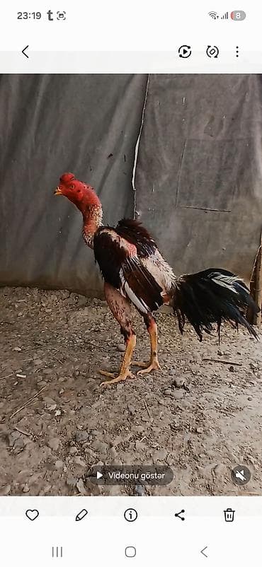 toy guzgusu: Pidbul cinsidir tecili pul lazmd diye satlr gozu kordu dimdiyde duşub — 1