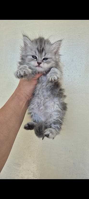 ördək balası: Britan — 6