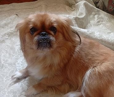 Pekines