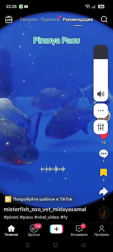 dovsan yemi: Piranya balığı, Yırtıcı — 4