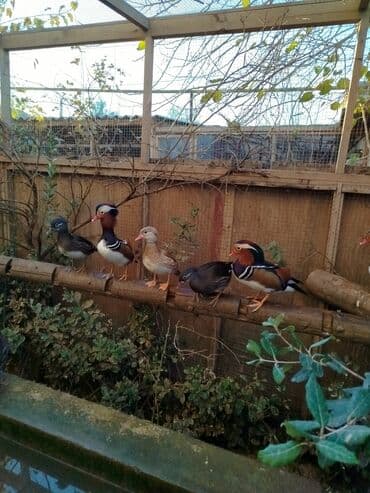 ağ ördək: Mandarin ördəkləri – dekorativ su quşları - Növ: Mandarin (Aix — 6