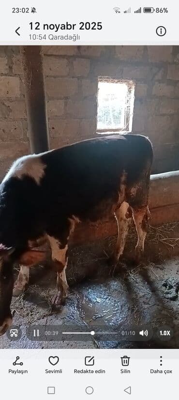 cins ineklerin satisi: Məhsul: Yetişdirilmiş dana/buzaq Təsvir: - Qara-ağ rəngdə, yerli — 3