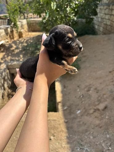 balaca it satisi: Koker spaniyel, 1 ay, Erkek, Peyvəndli — 4