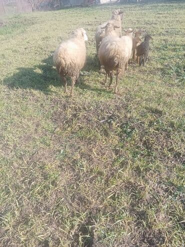 xacmazda satilan inekler: 1ci 2ci 4cü qardilar 470 deylir balali cidi şexsler zeng vursun — 2