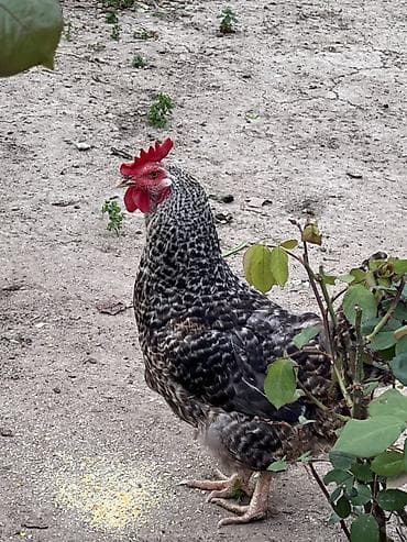 serebrist toyuqlar: Toyuq, Yumurtalıq — 2