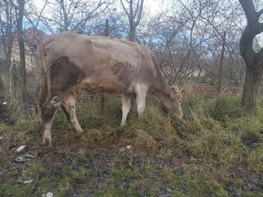 Gəmiricilər: Dişi, il: 4, Südlük, Ünvandan götürmə — 2